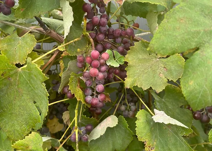 D&d Appartement Gorlice